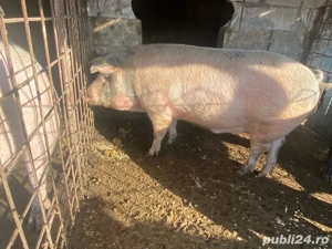 Porci gustoși  - imagine 3