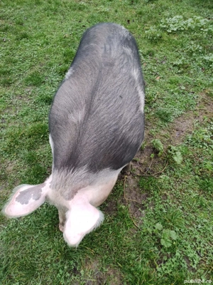 Vând Porc  - imagine 3