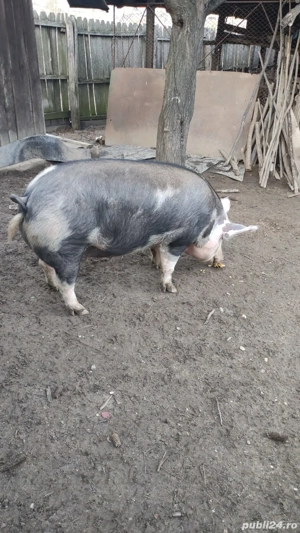 Vând Porc  - imagine 4