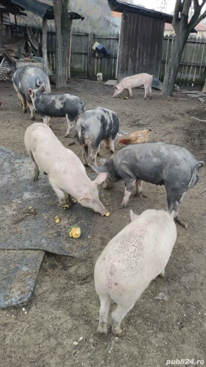 Vând Porc  - imagine 2