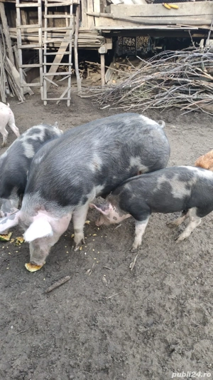 Vând Porc  - imagine 5