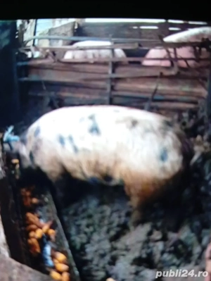 Porci de crăciun la preț bun - imagine 2