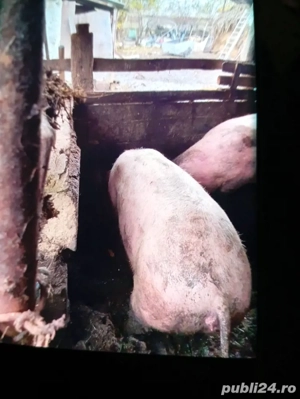 Porci de crăciun la preț bun - imagine 3