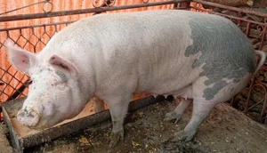 Se vinde - imagine 2