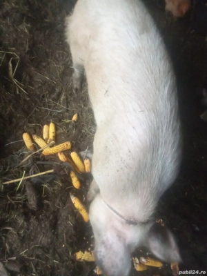 vand porci crescuți natural 