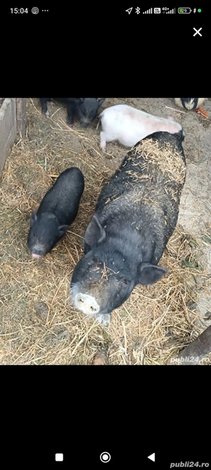 vand scroafa cu purcei vietnamezi 