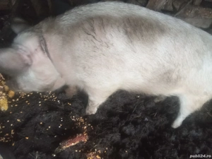vand porci crescuți natural  - imagine 2