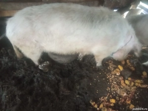 vand porci crescuți natural  - imagine 4