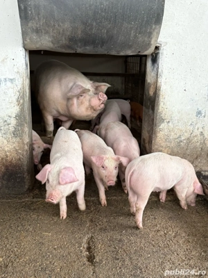 vand purcei  - imagine 3