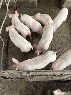 vand purcei  - imagine 2