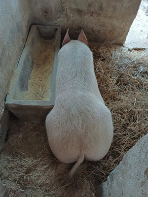 Porci de carne de vanzare - imagine 4