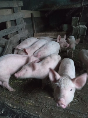 Vând purcei - imagine 2