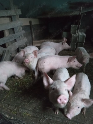 Vând purcei - imagine 5