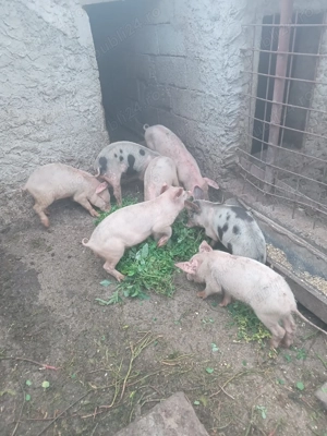 Vând purcei - imagine 4