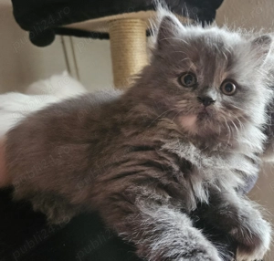 Pisicuta Highland - imagine 3