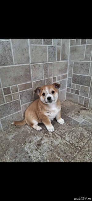 Donez cățeluș ( baiat ) - imagine 2