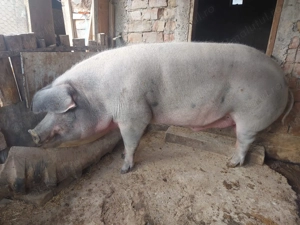 Porci pietrain de vanzare - imagine 2