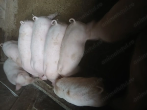 Șăldani de vânzare 