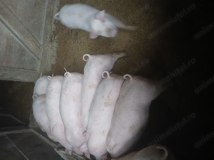 Șăldani de vânzare  - imagine 2