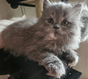 Pisicuta Highland - imagine 2