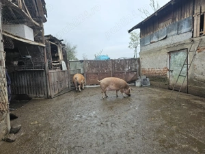 De vanzare porci mari - imagine 3