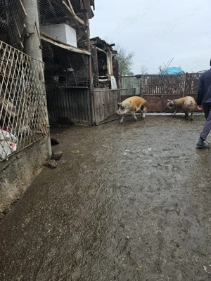 De vanzare porci mari - imagine 4