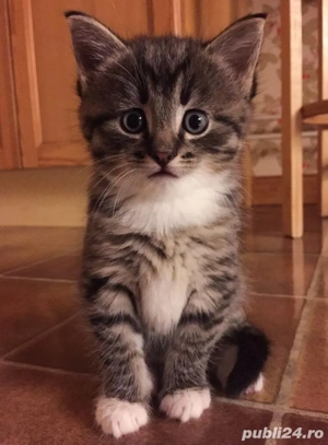 Siberiana de Pădure 