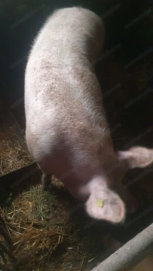 Porci crescuti natural 140-300 kg - imagine 3