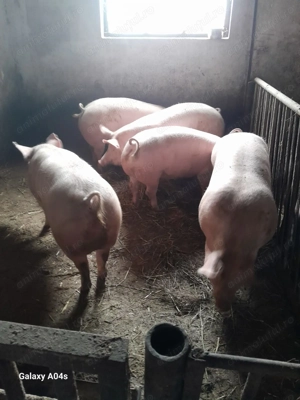 Porci crescuti natural 140-300 kg - imagine 2