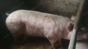 Porci crescuti natural 140-300 kg - imagine 5