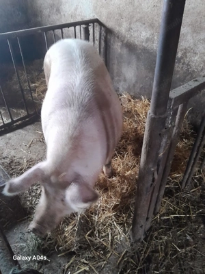 Porci crescuti natural 140-300 kg - imagine 4