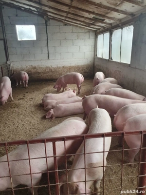 Vand porci cu strat minim de grasime! - imagine 3