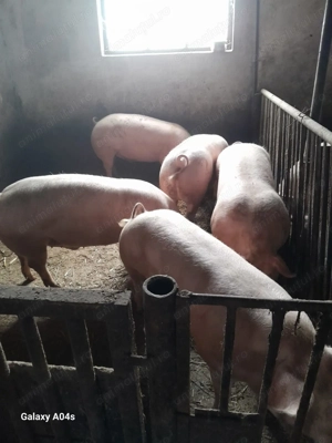 Porci crescuti natural 140-300 kg