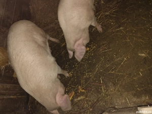 Porci de vanzare - imagine 2