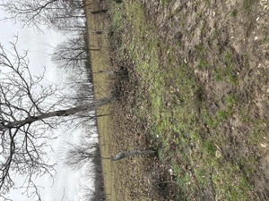 Teren intravilan Baia de Fier - imagine 5