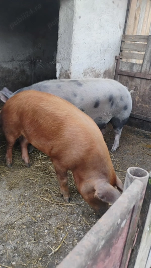 Vand porc crescut cu hrana bio - imagine 2