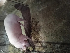 Porci de vanzare - imagine 3