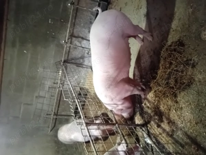 Porci de vanzare - imagine 2