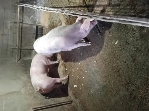 Porci de vanzare - imagine 4