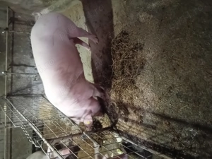 Porci de vanzare - imagine 5