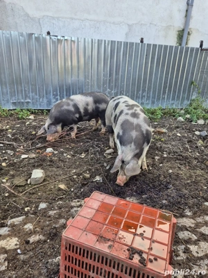 Vand Porci Pietran 140-170 Kg Natural