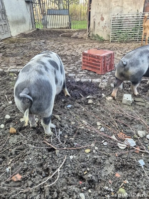 Vand Porci Pietran 140-170 Kg Natural - imagine 4