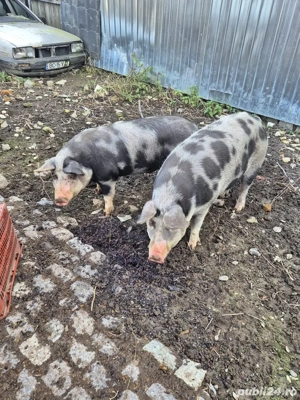 Vand Porci Pietran 140-170 Kg Natural - imagine 3