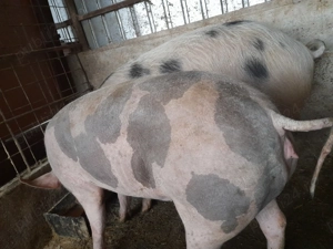 Porci grasi  - imagine 3