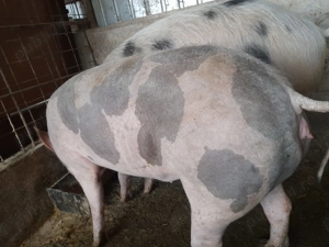 Porci grasi  - imagine 2