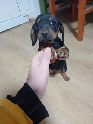 Vând cățelușa 1 luna 3 zile - imagine 4