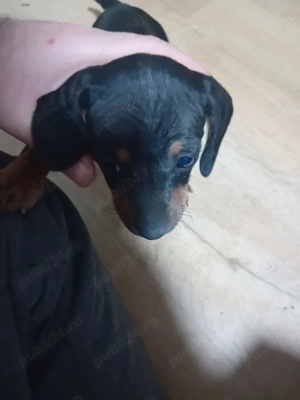 Vând cățelușa 1 luna 3 zile - imagine 3