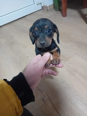 Vând cățelușa 1 luna 3 zile - imagine 2