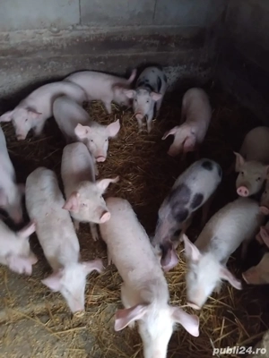 purcei de vanzare - imagine 3