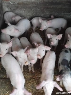 purcei de vanzare - imagine 2